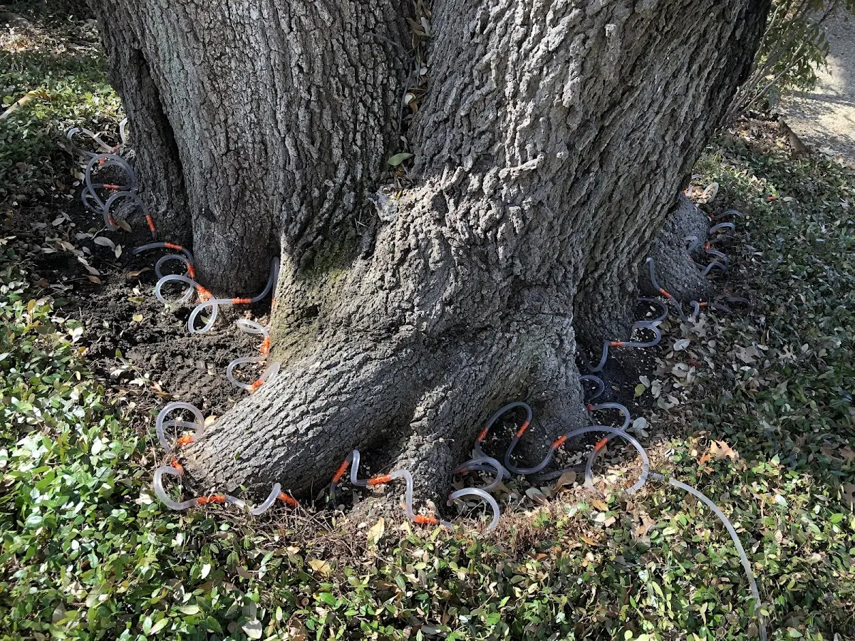Detailed Tree Cabling and Bracing job site in Palacios