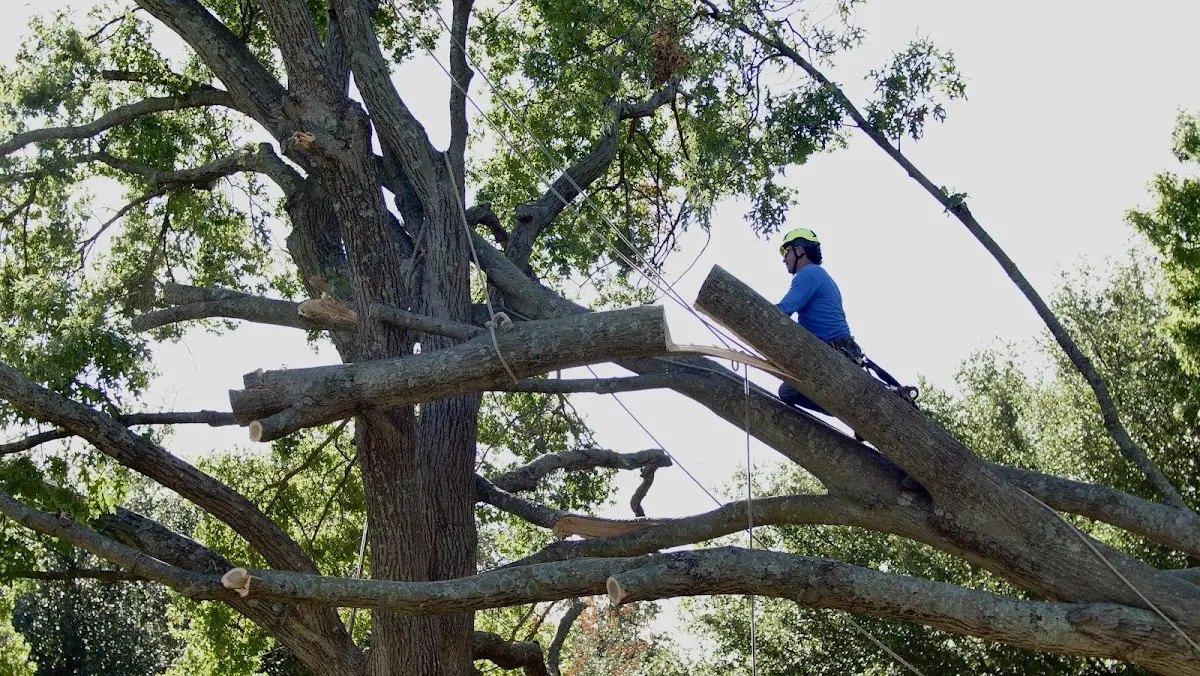 Professional Hazardous Tree Removal performed by certified arborists in Palacios